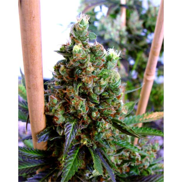 Soma Seeds NYC Diesel
