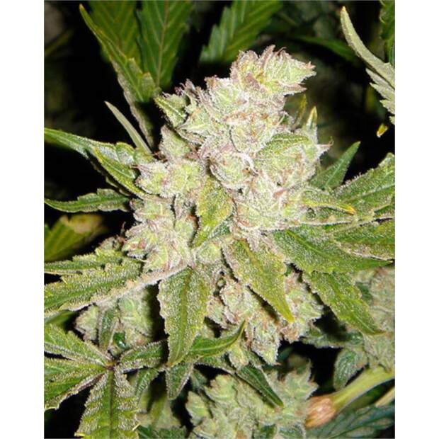 Soma Seeds SOGouda