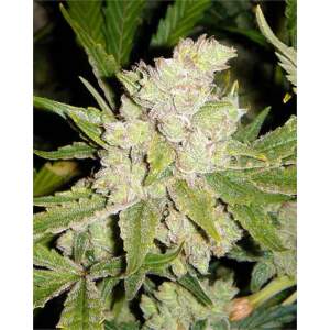 Soma Seeds SOGouda