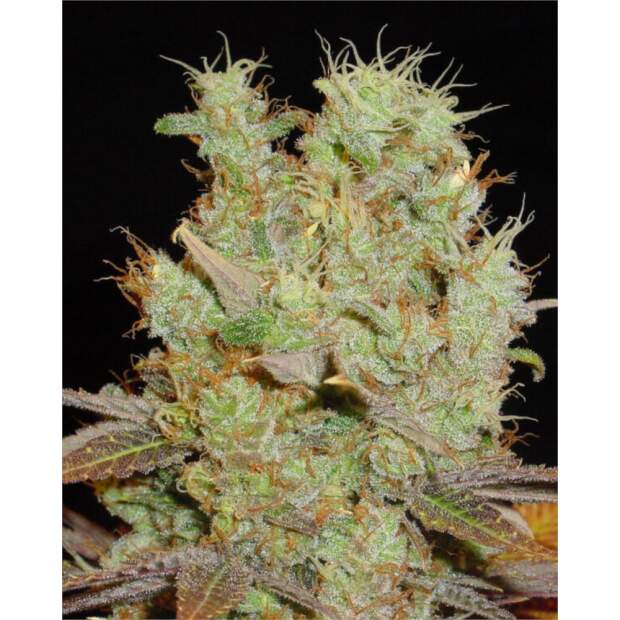 Soma Seeds Somango