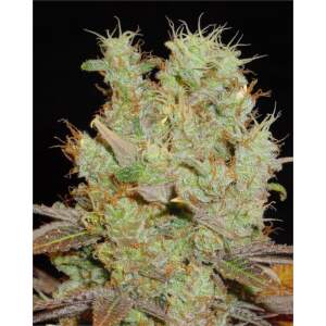 Soma Seeds Somango