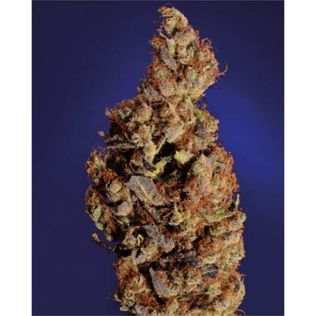 Soma Seeds Somari
