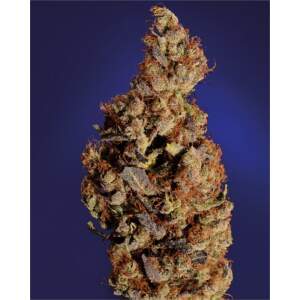 Soma Seeds Somari