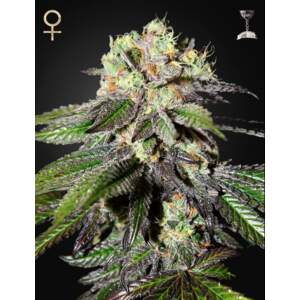 Strain Hunters Caboose