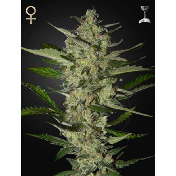 Strainhunters Flowerbomb Kush
