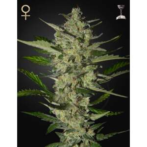 Strainhunters Flowerbomb Kush