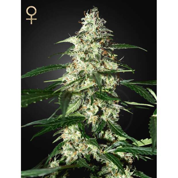Strainhunters Skunk Auto
