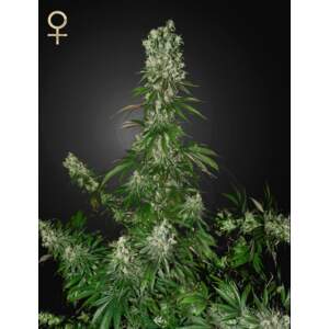 Strainhunters White Strawberry Skunk