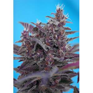 Sweet Seeds Black Cream Auto