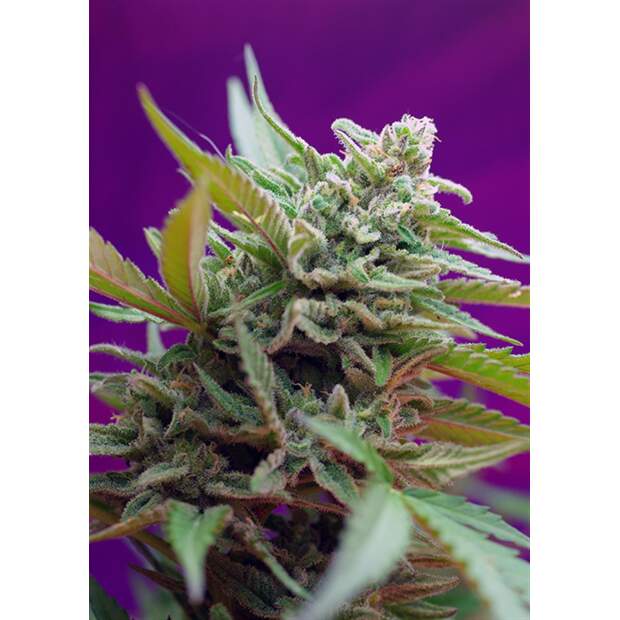 Sweet Seeds Black Jack Auto