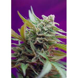 Sweet Seeds Black Jack Auto