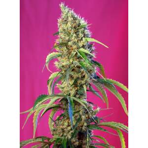 Sweet Seeds Black Jack CBD
