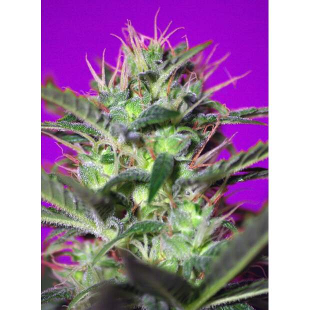 Sweet Seeds Botafumeiros