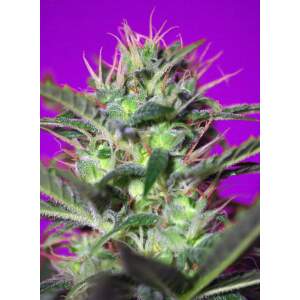 Sweet Seeds Botafumeiros
