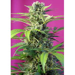 Sweet Seeds Chem Beyond Diesel CBD
