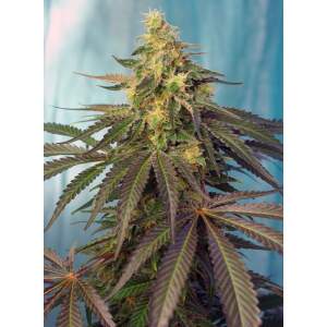 Sweet Seeds Cream Caramel CBD