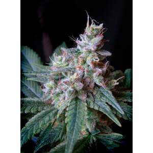 Sweet Seeds Cream Caramel F1 Fast Version