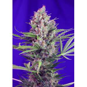 Sweet Seeds Cream Mandarine F1 Fast Version