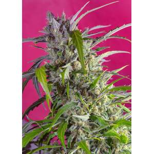Sweet Seeds Crystal Candy Auto
