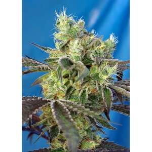 Sweet Seeds Do-Sweet-Dos