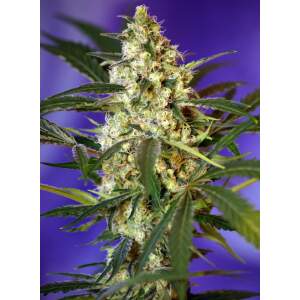 Sweet Seeds Fast Bud Auto