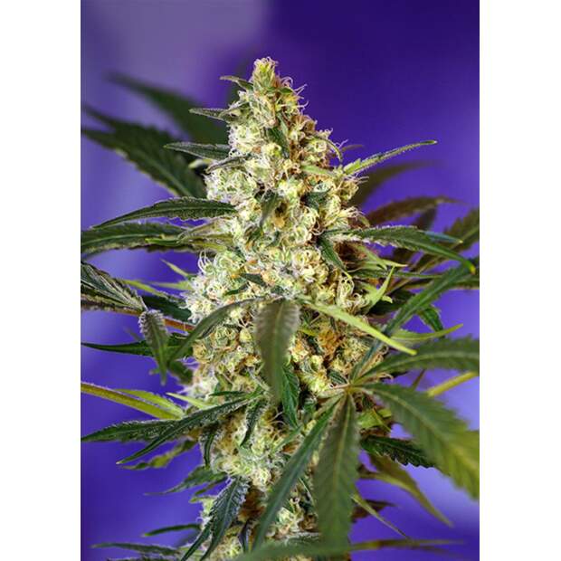 Sweet Seeds Fast Bud #2 Auto