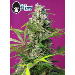 Sweet Seeds Gorilla Girl