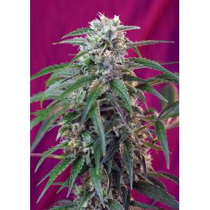 Sweet Seeds Green Poison Auto