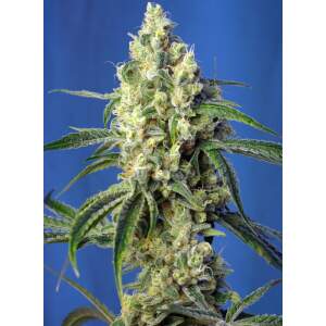 Sweet Seeds Green Poison CBD