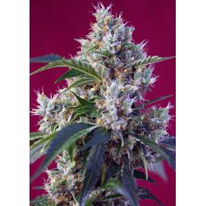 Sweet Seeds Indigo Berry Kush