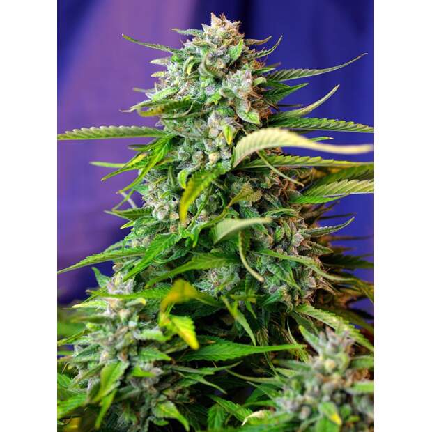 Sweet Seeds Jack 47 XL Auto