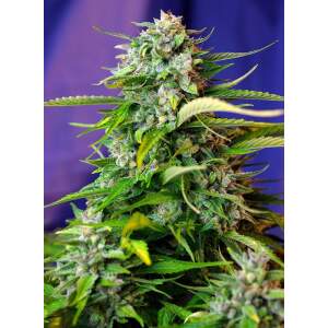 Sweet Seeds Jack 47 XL Auto