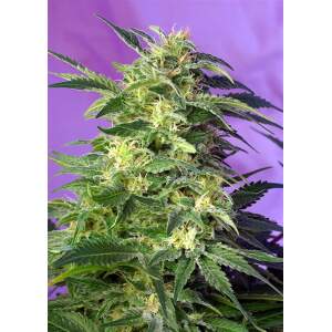 Sweet Seeds Killer Kush Auto