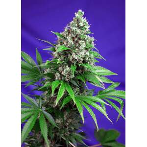 Sweet Seeds Killer Kush F1 Fast Version