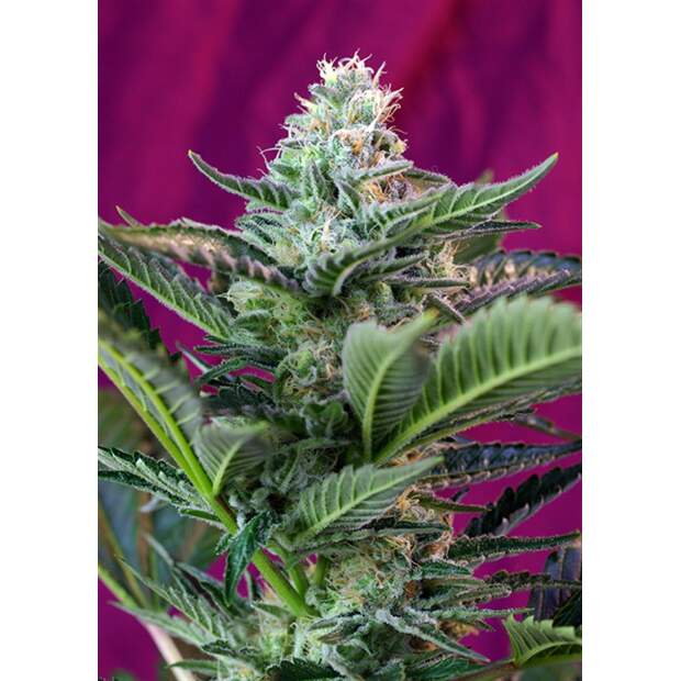 Sweet Seeds Mohan Ram Auto