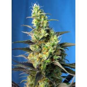 Sweet Seeds NYC Diesel CBD