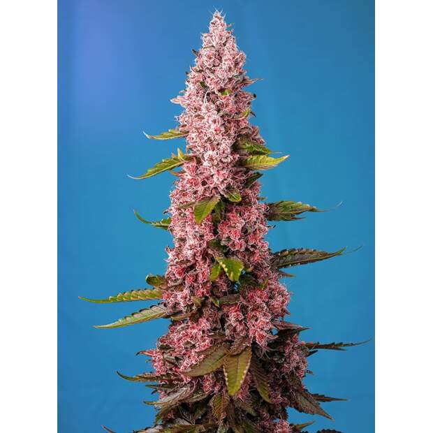 Sweet Seeds Red Hot Muffin