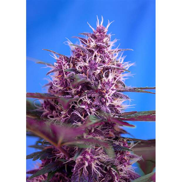 Sweet Seeds Red Poison Auto