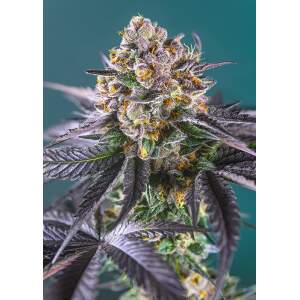 Sweet Seeds Red Strawberry Banana Auto