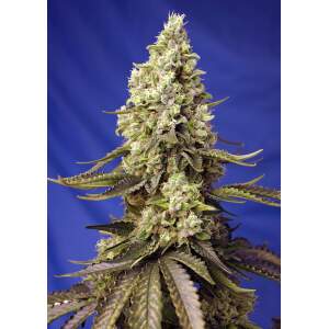Sweet Seeds Runtz XL Auto