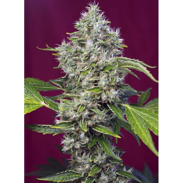 Sweet Seeds San Fernando Lemon Kush
