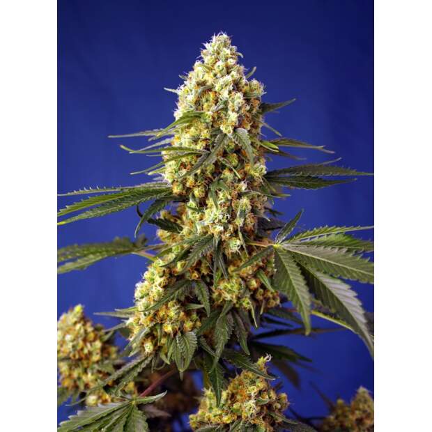 Sweet Seeds Strawberry Banana Gelato XL Auto