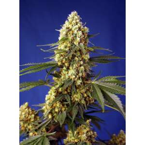 Sweet Seeds Strawberry Banana Gelato XL Auto