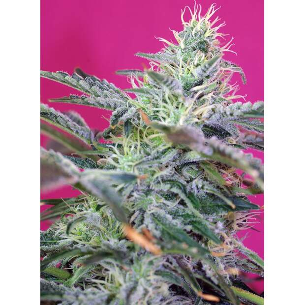 Sweet Seeds Sweet Cheese XL Auto