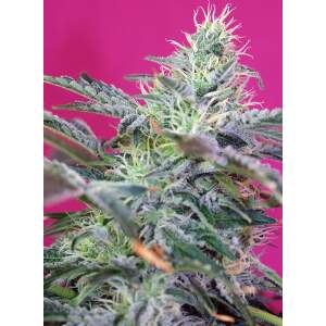 Sweet Seeds Sweet Cheese XL Auto