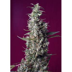 Sweet Seeds Sweet Cherry Pie