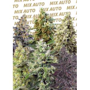 Sweet Seeds Sweet Mix Auto