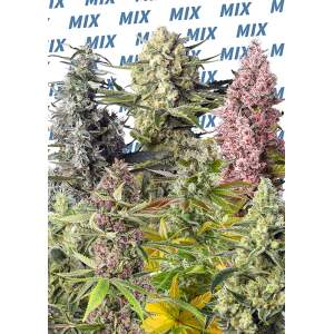 Sweet Seeds Sweet Mix Feminised