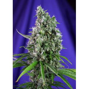 Sweet Seeds Sweet Trainwreck Auto