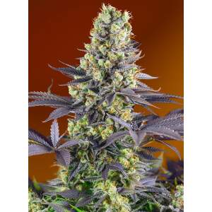 Sweet Seeds Sweet Zenzation